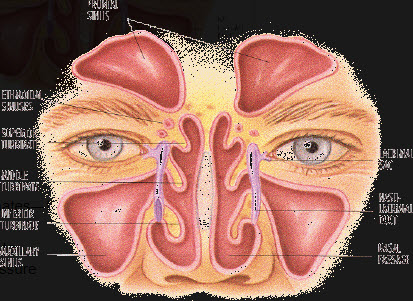 Turbinates and sinus cavities